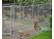 1.8mH of high quality galvanized chain link dog cage #3 small image